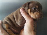 Chiots American Bully pocket à vendre