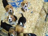 6 chiots femelles Beagle LOF à vendre