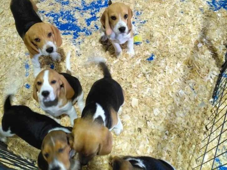 6 chiots femelles Beagle LOF à vendre
