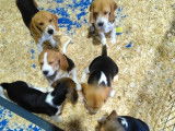 6 chiots femelles Beagle LOF à vendre