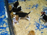 6 chiots femelles Beagle LOF à vendre