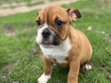 2 chiots femelles Bulldog Anglais LOF à vendre