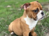 2 chiots femelles Bulldog Anglais LOF à vendre