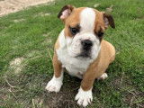 2 chiots femelles Bulldog Anglais LOF à vendre