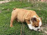 2 chiots femelles Bulldog Anglais LOF à vendre