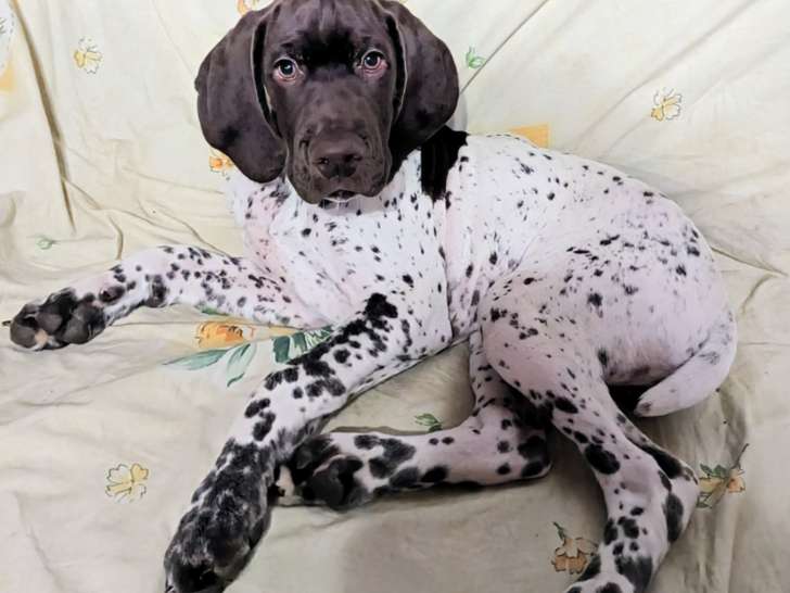 Chiot Braque Français des Pyrénées LOF à vendre