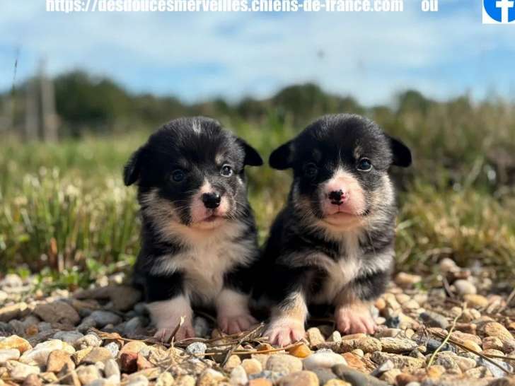 À réserver, 6 chiots Welsh Corgi Pembroke (LOF)