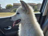 Chiot femelle Berger Blanc Suisse LOF disponible à la vente