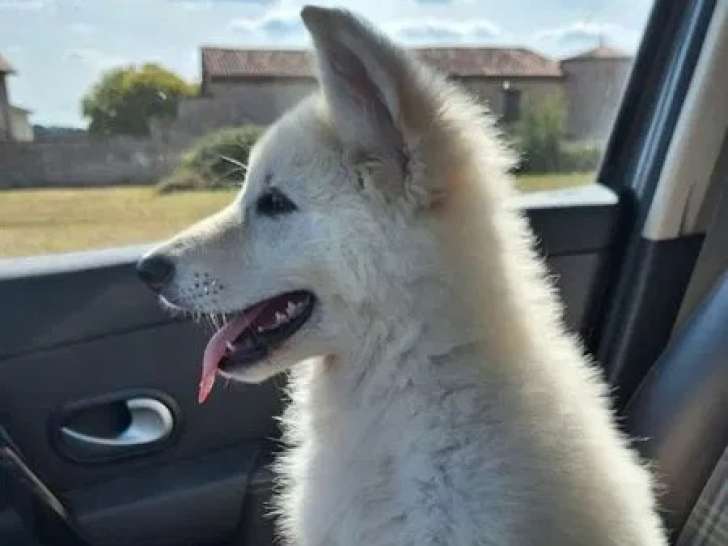 Chiot femelle Berger Blanc Suisse LOF disponible à la vente