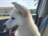 Chiot femelle Berger Blanc Suisse LOF disponible à la vente