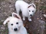 Chiot femelle Berger Blanc Suisse LOF disponible à la vente
