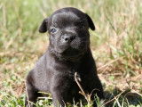 À réserver, 6 chiots Staffordshire Bull Terrier (LOF)