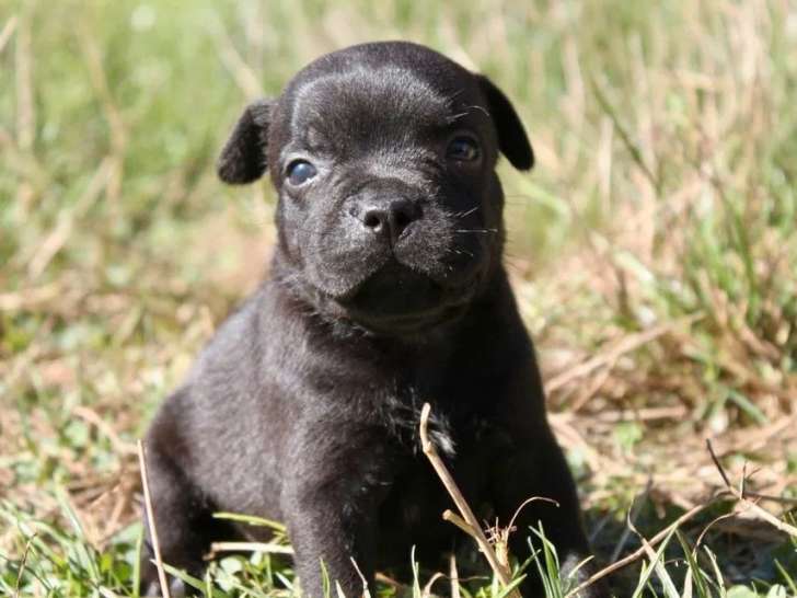 À réserver, 6 chiots Staffordshire Bull Terrier (LOF)