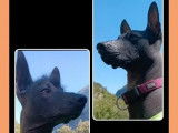 1 chiot Xoloitzcuintle femelle à vendre (LOF)