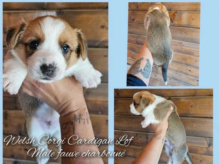 À réserver, 3 chiots Welsh Corgi Cardigan (LOF)