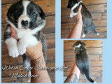 À réserver, 3 chiots Welsh Corgi Cardigan (LOF)