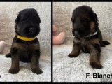 9 chiots Bergers Allemands LOF à réserver