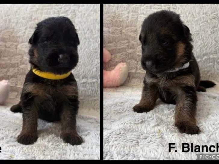 9 chiots Bergers Allemands LOF à réserver
