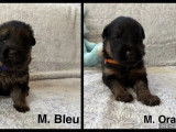 9 chiots Bergers Allemands LOF à réserver