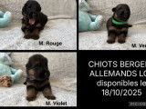9 chiots Bergers Allemands LOF à réserver