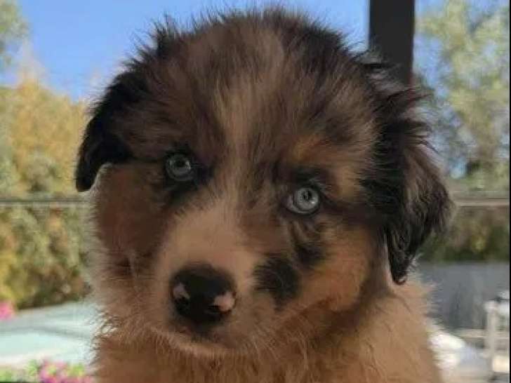À réserver, 6 chiots Berger Australien LOF