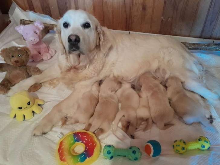 6 chiots Golden Retriever LOF disponibles à la vente