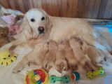 6 chiots Golden Retriever LOF disponibles à la vente