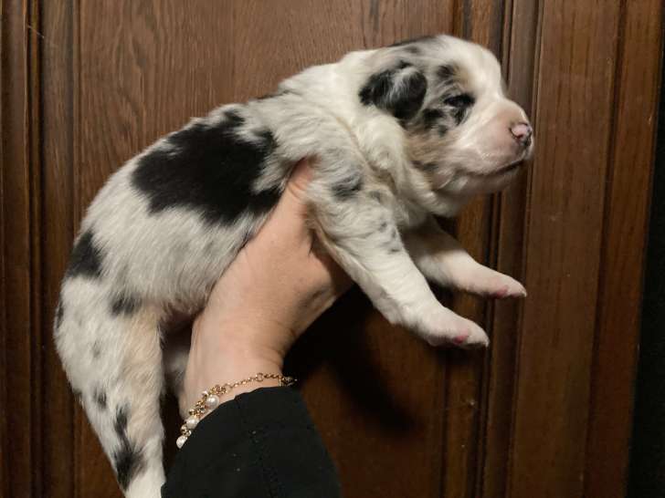 Chiots Berger Australien à réserver