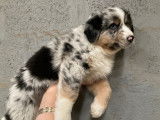 Chiots Berger Australien à réserver