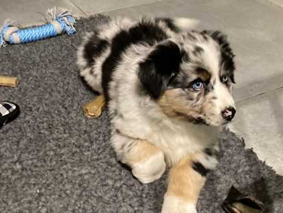 Chiots Berger Australien à réserver