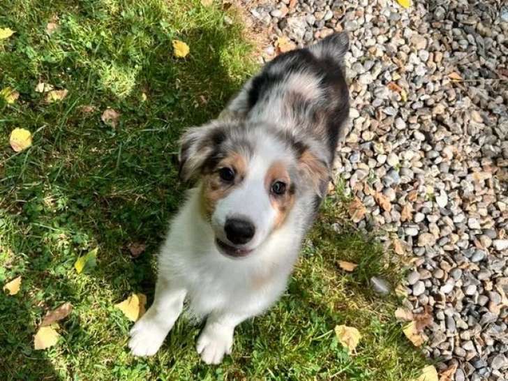 1 chiot Berger Australien mâle bleu merle LOF à vendre