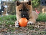 À réserver, chiot Shiba Inu femelle (LOF)