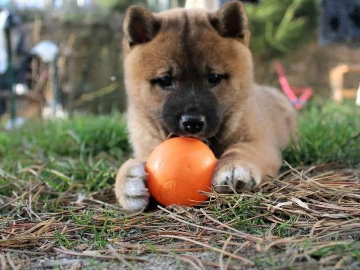 À réserver, chiot Shiba Inu femelle (LOF)
