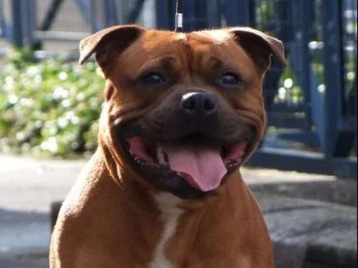 2 chiens mâles Staffordshire Bull Terrier LOF adultes disponibles pour saillie