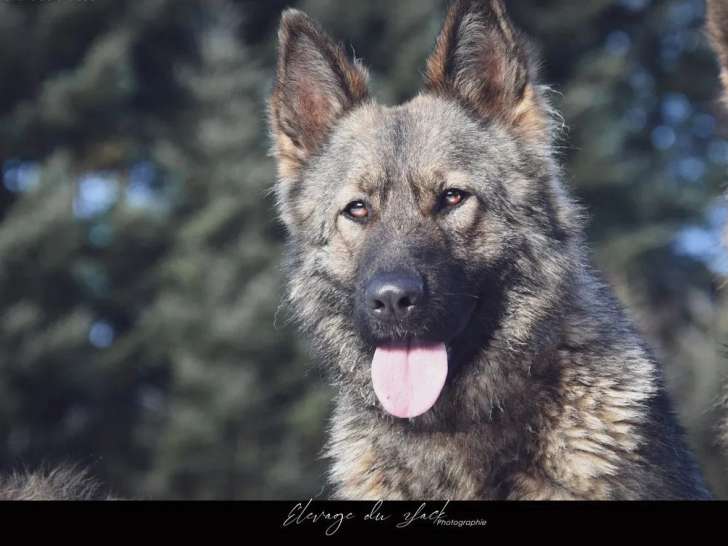 Chiens adultes Bergers Allemands disponibles à la vente (LOF)
