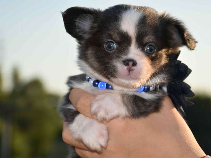 Superbe mâle Chihuahua à poil long bleu avec pedigree à vendre