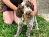 À vendre, 5 chiots Griffon Korthals LOF