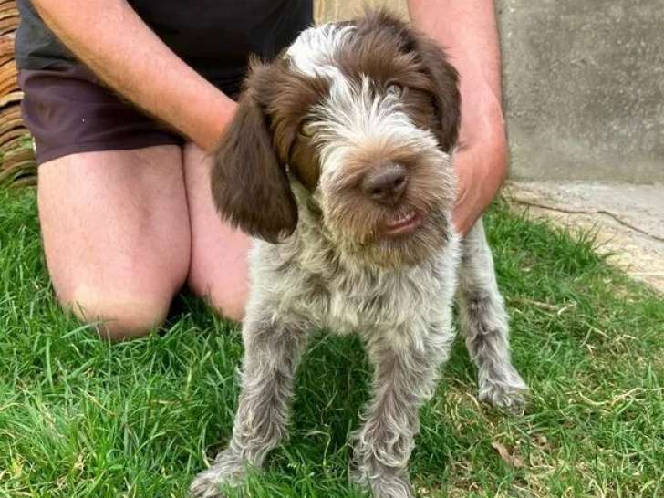 À vendre, 5 chiots Griffon Korthals LOF