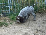 À vendre, 5 chiots Griffon Korthals LOF