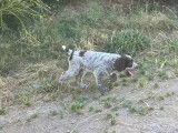 À vendre, 5 chiots Griffon Korthals LOF