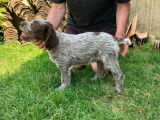 À vendre, 5 chiots Griffon Korthals LOF