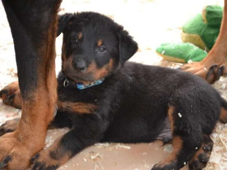 1 chiot femelle Beauceron LOF à vendre