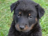1 chiot femelle Beauceron LOF à vendre
