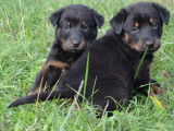 1 chiot femelle Beauceron LOF à vendre
