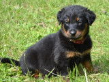 1 chiot femelle Beauceron LOF à vendre