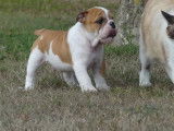 3 chiots Bulldog Anglais LOF à vendre