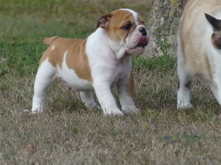 3 chiots Bulldog Anglais LOF à vendre