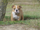 3 chiots Bulldog Anglais LOF à vendre