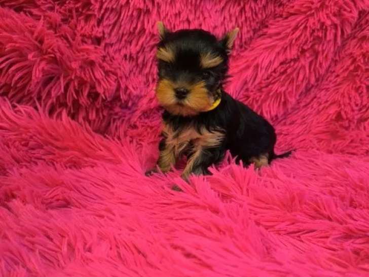 À réserver, 2 chiots mâles Yorkshire Terrier (LOF)