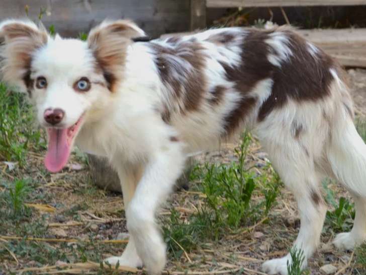 1 chiot mâle Border Collie rouge merle LOF à vendre